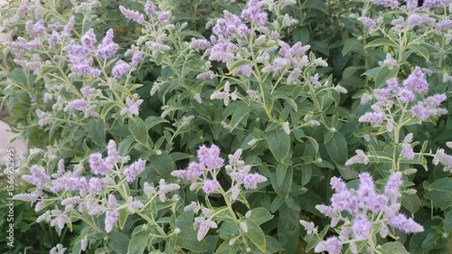 Windy Field of Fresh Mint Plants