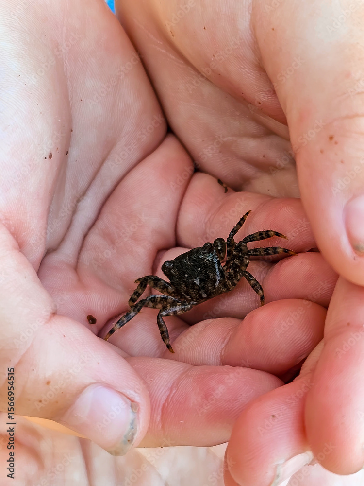 Naklejka premium Children’s Hands Holding Small Crab at the Seaside in Sutomore, Montenegro