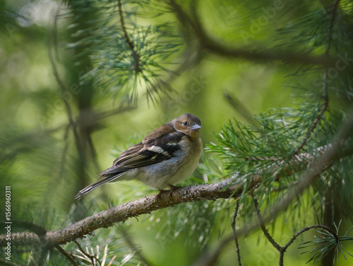 Finch on a branch