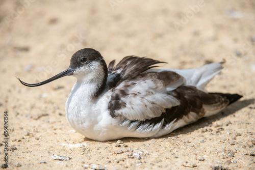 Pied avocet (Recurvirostra avosetta) wading in shallow water in early morning light foraging at sunrise. Wildlife scene of nature in Europe.
