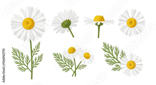 Chamomile flower illustration set