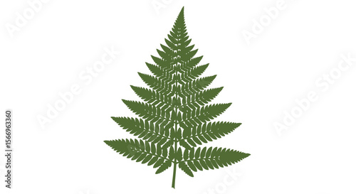 Detailed fern leaf illustration