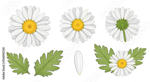 Daisy flower parts illustrations