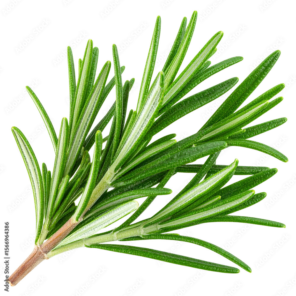 Fototapeta premium Close-Up of Single Rosemary Twig with Leaves – Transparent PNG Cutout