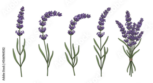 Lavender flower illustrations