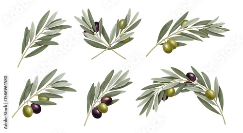Olive branches with olives illustration