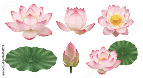 Pink lotus flowers buds and leaves collection