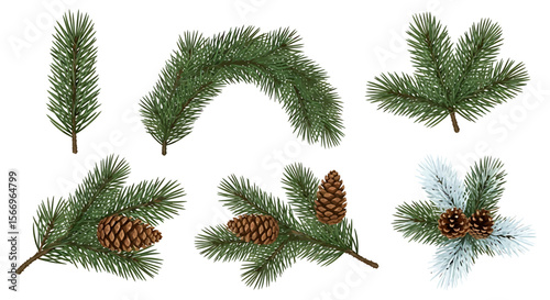 Pine branches and cones illustration