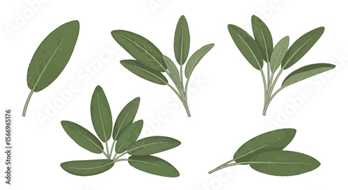 Sage leaves illustration collection