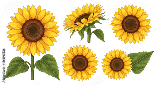 Set of detailed hand drawn sunflowers illustration