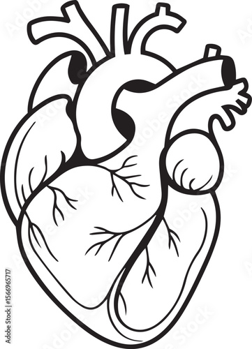 Stylized black and white line drawing of a human heart with major arteries and veins