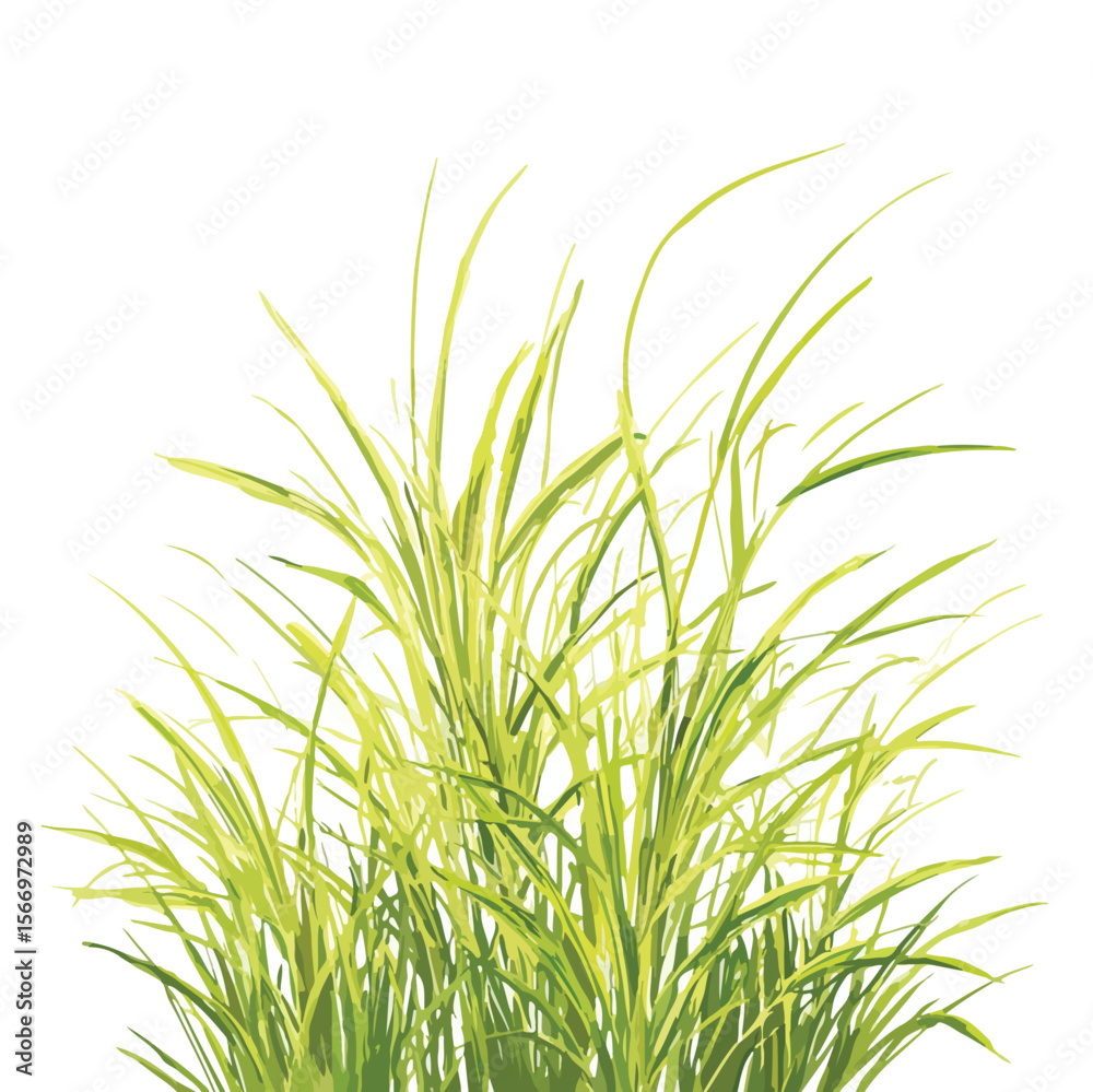 Obraz premium gras isolated in White Background, gras vector, Flat lay vector illustration
