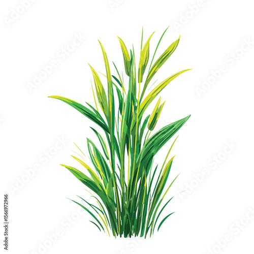 gras isolated in White Background, gras vector, Flat lay vector illustration