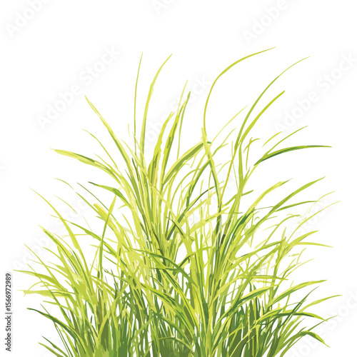 gras isolated in White Background, gras vector, Flat lay vector illustration