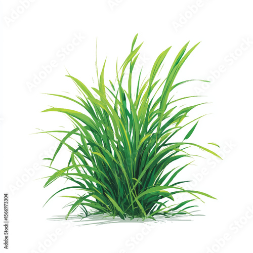 gras isolated in White Background, gras vector, Flat lay vector illustration