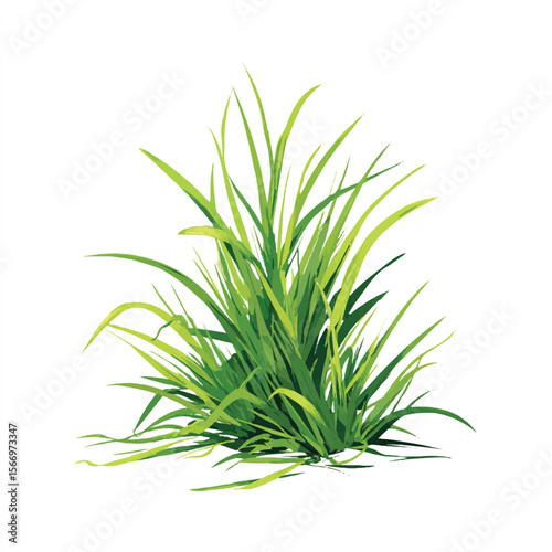 gras isolated in White Background, gras vector, Flat lay vector illustration