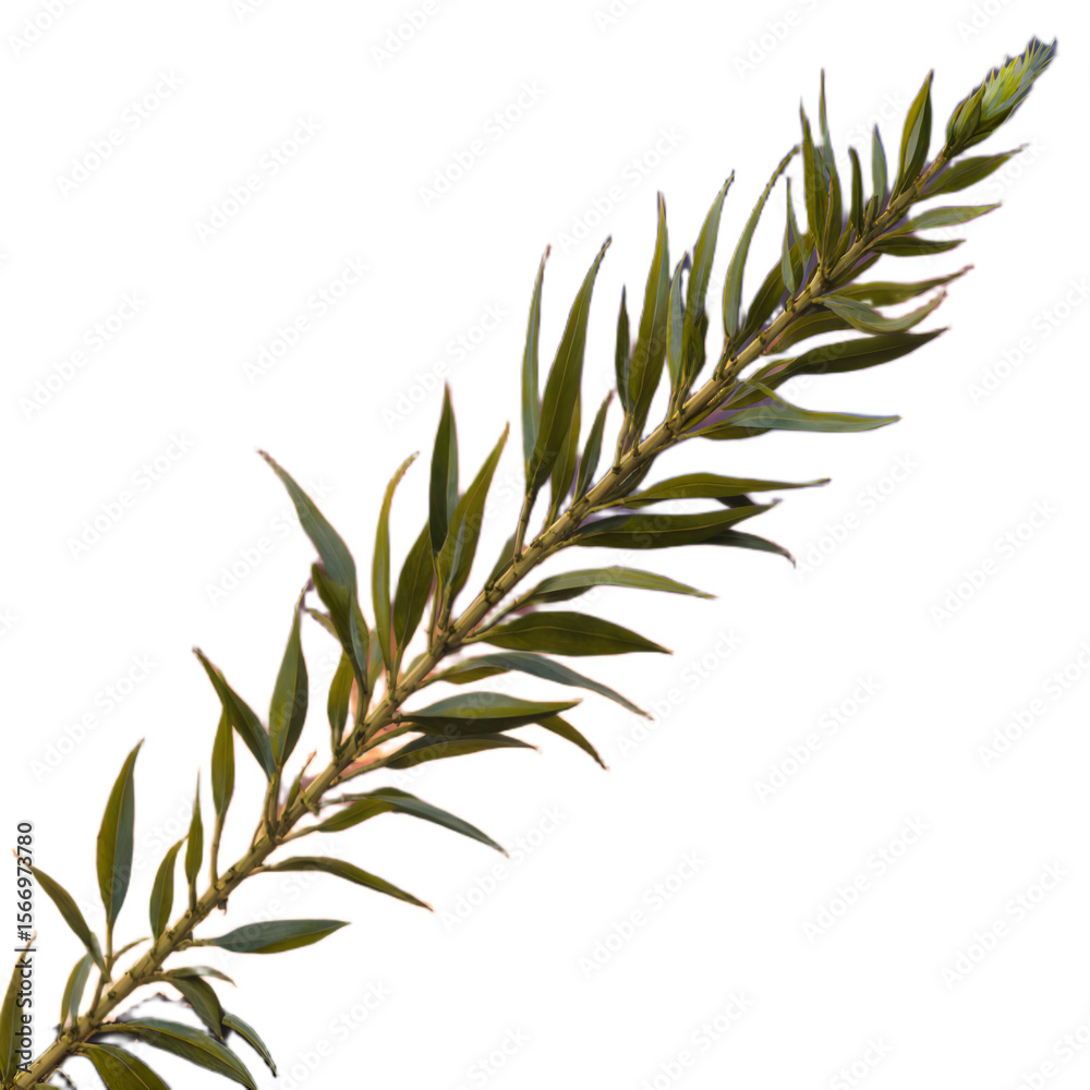 Obraz premium Vibrant Green Sprig Detailed Close-Up of a Lush, Elongated Plant Branch with Narrow Leaves, Isolated on White Background, Perfect for Botanical Illustrations, Nature Photography, and Design Elements