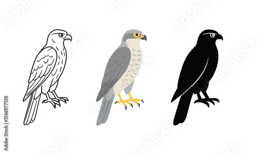 Evolution of falcon illustration: sketch, colored, silhouette bird art sequence