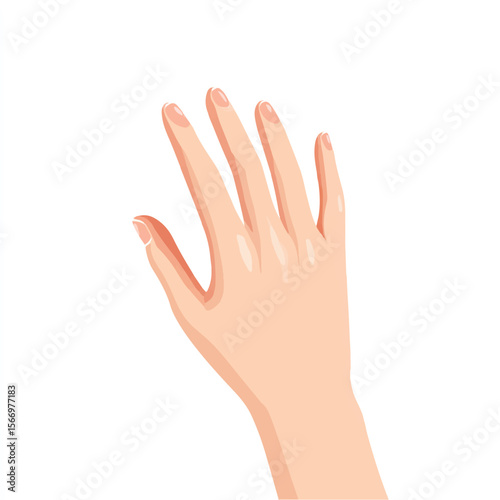 hand isolated in White Background, hand vector, Flat lay vector illustration