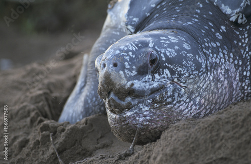 Photography Tortue Luth, Dermochelys coriacea