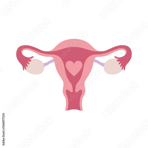 Anatomical image of the uterus with an inscribed pink heart, medical style. Flat vector on transparent background