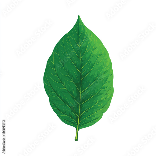 leaf isolated in White Background, leaf vector, Flat lay vector illustration