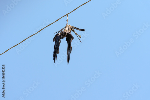 A bird that died from electric shock is hanging upside down on an overhead power line wire, one of its legs is wrapped around the wire, its body is severely damaged by a burn, presumably it is a rook.
