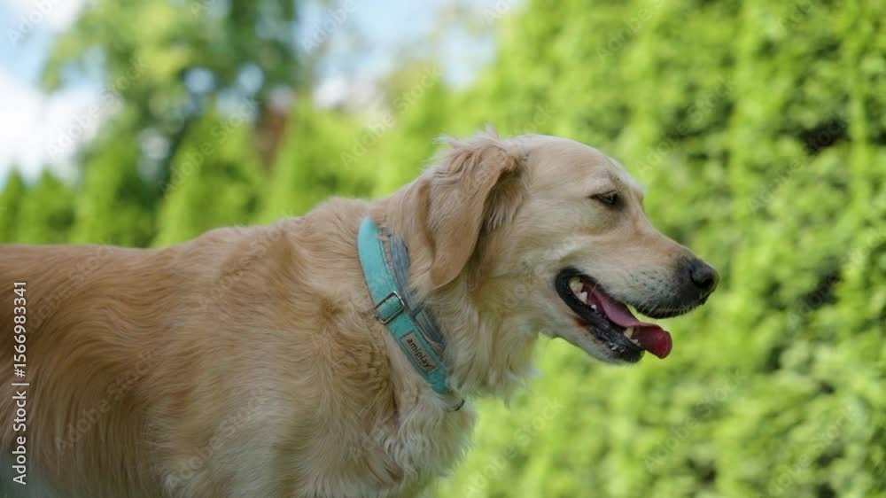 Slow motion of a golden retriever stands in a backyard garden wearing a vibrant turquoise collar, moving its head to sniff the air and demonstrating calm, curious behavior in a smooth slow motion trac Slow motion of a golden retriever stands in a backyard garden wearing a vibrant turquoise collar, moving its head to sniff the air and demonstrating calm, curious behavior in a smooth slow motion trac