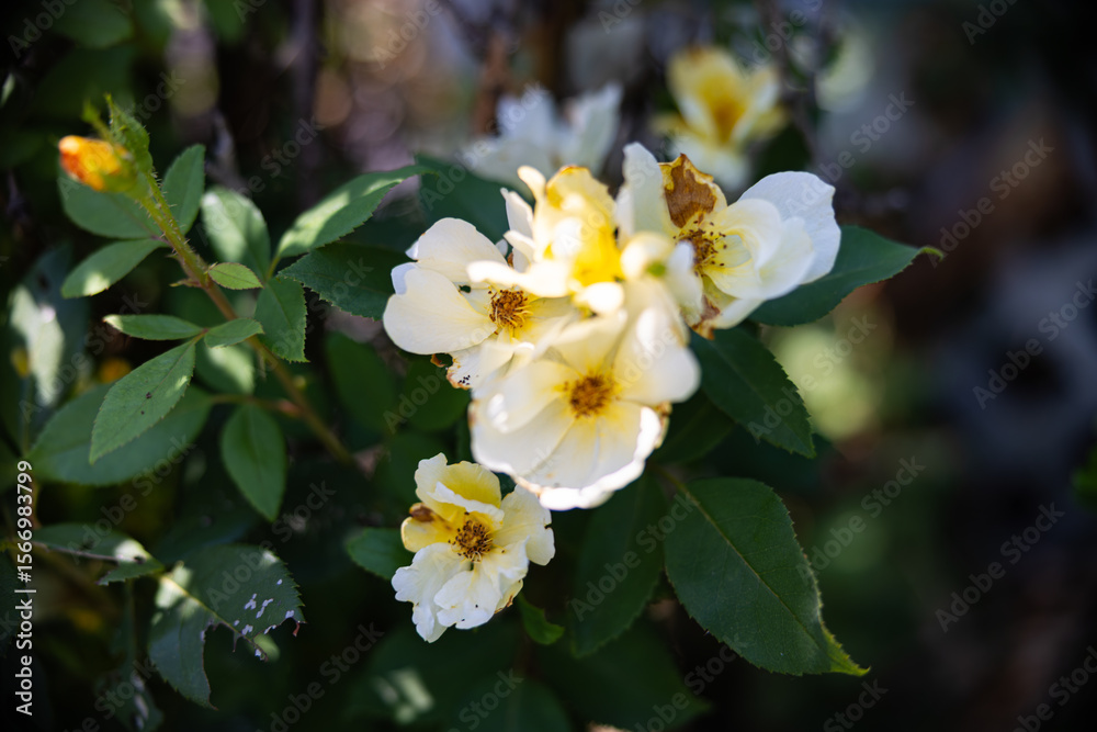Obraz premium white and yellow flowers