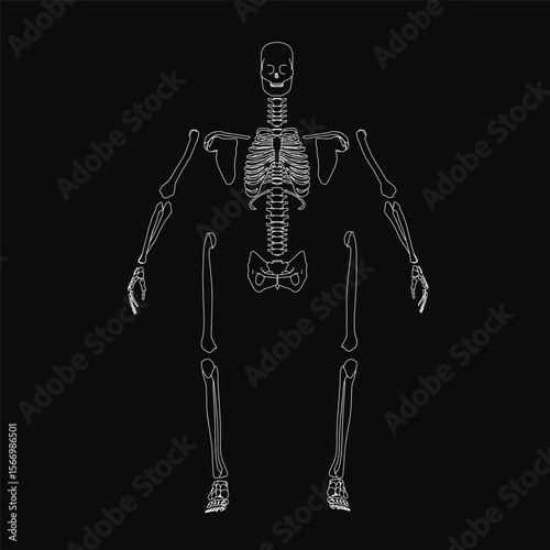 A black and white human skeleton drawing features detailed bones arranged symmetrically on a solid black background. The skull, ribs, arms, and legs create a striking contrast against the dark.