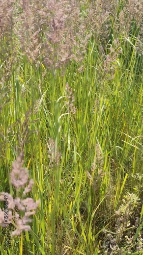 Blooming Meadow Grass Swaying Gracefully in the Wind – Poa pratensis Close‑Up