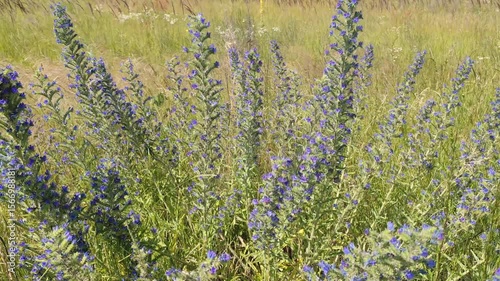 Blue Wildflower Moving Gracefully in the Wind