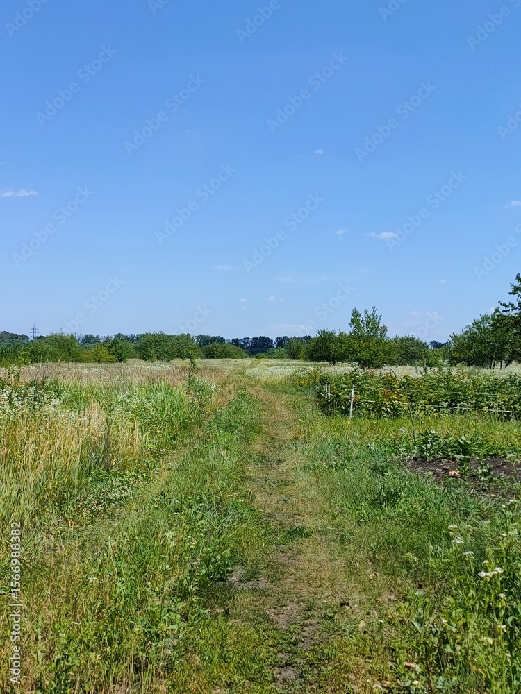 Obraz premium road in the field