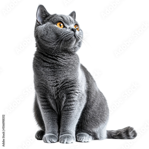 Playful grey cat posing elegantly animal isolated on transparent background