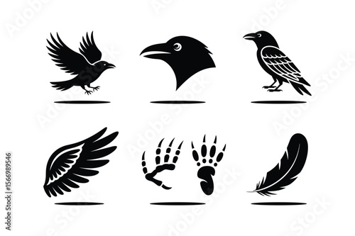 Black silhouettes of a flying crow a birds head claws and feather raven