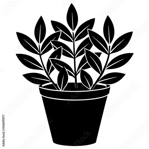 plant in pot
