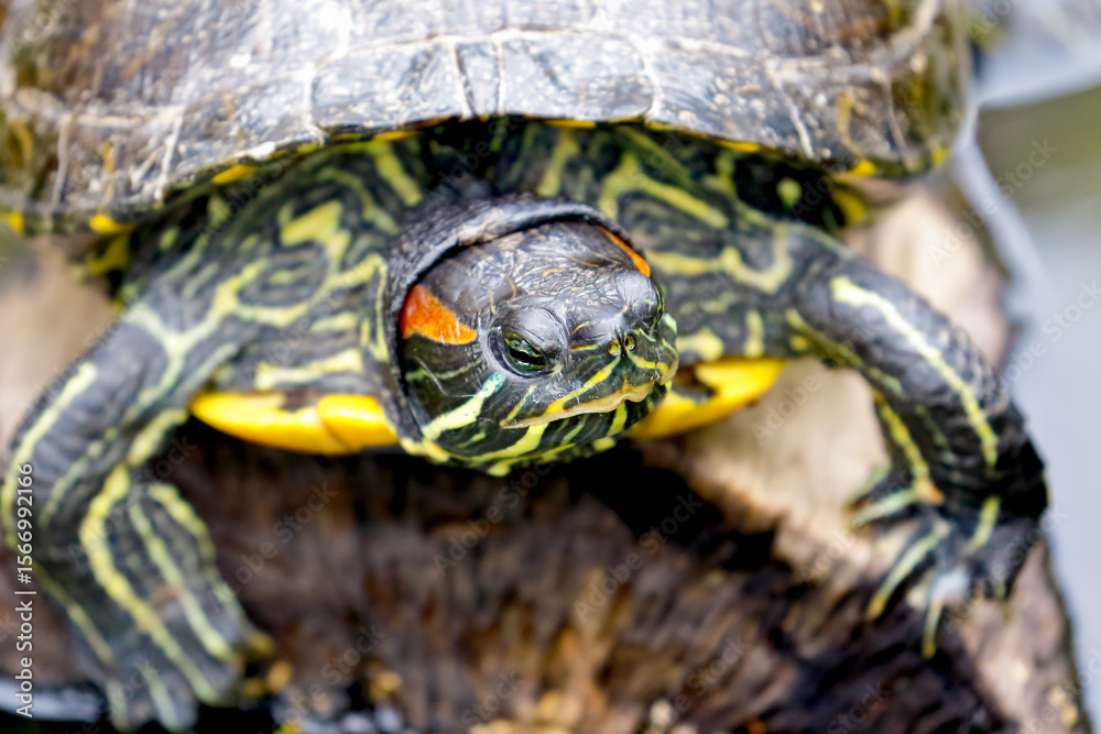 Obraz premium turtle on the grass