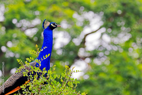 close up of a peacock