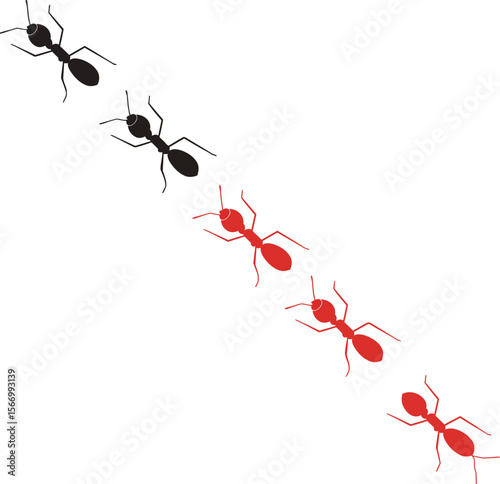 Black and red ants marching in a line on white
