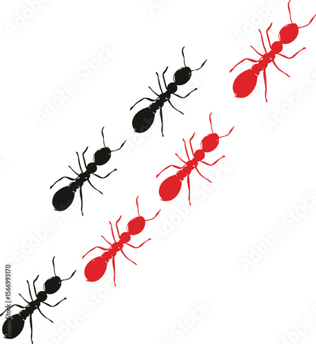 Red and black ants marching in a line on white