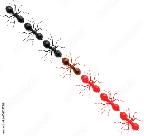 Black ants brown ants red ants marching white background