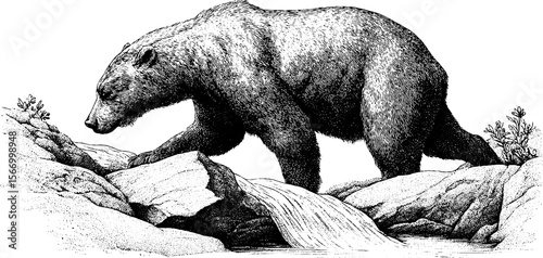 Bear catching salmon in rushing mountain stream - vintage hand drawn engraving for nature and wildlife enthusiasts