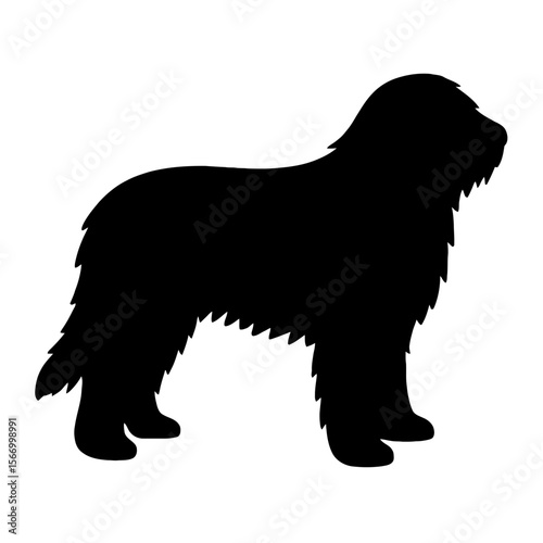 Design a black silhouette of a Bergamasco white background clean vector shape