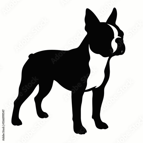 Design a black silhouette of a Boston Terrier white background clean vector shape