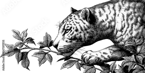 Jaguar stealthily stalking through dense jungle vines in vintage hand-drawn style