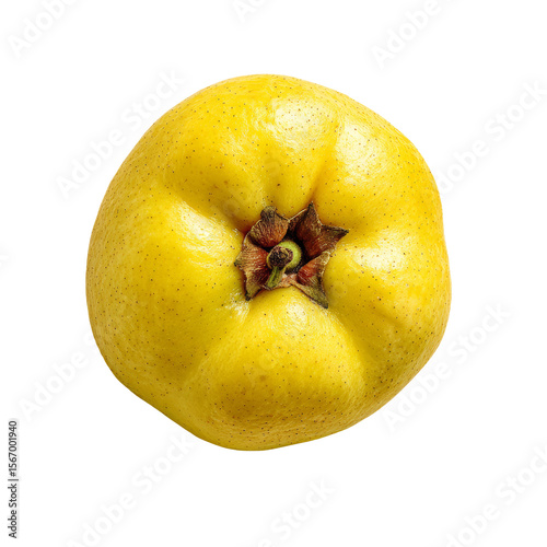 A single ripe quince fruit isolated, top view 