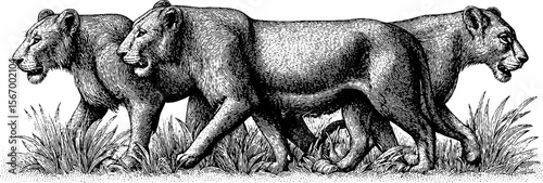 Lion pride strolling through dry grass in vintage sketch style at golden hour