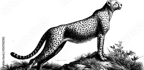 Vintage cheetah silhouette on termite mound sketch for wildlife art design