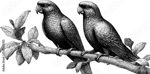 Vintage parrots resting on jungle branch during rain sketch