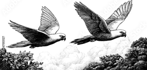 Parrots soaring above jungle canopy in morning light - engraved art for nature lovers